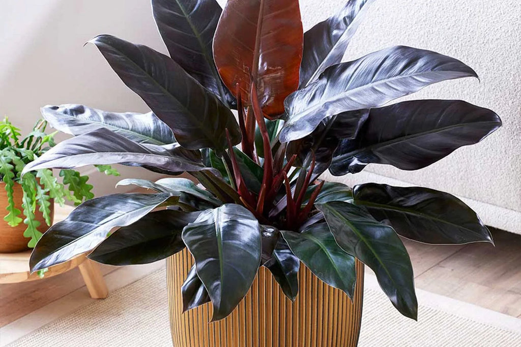Are Philodendrons Poisonous?  Plants For All Seasons