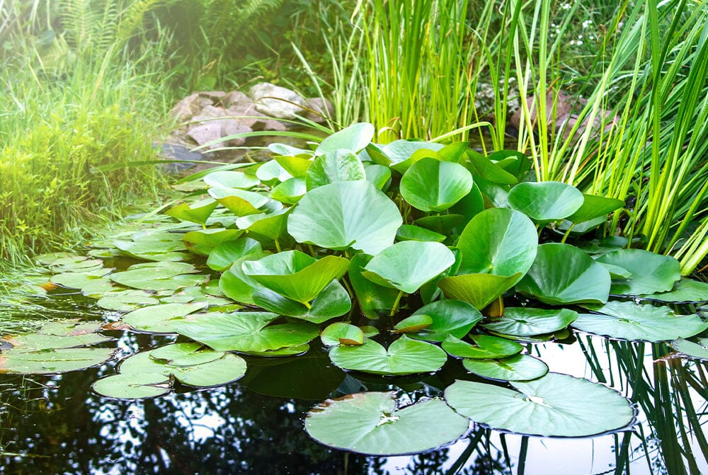 Beginners guide to aquatic pond plants
