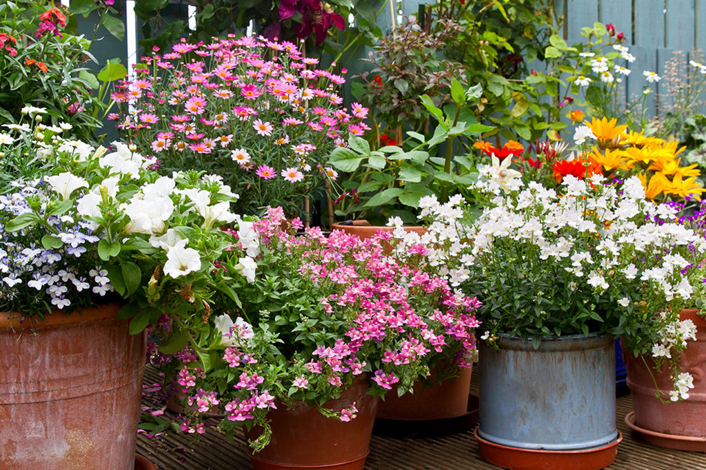 Beginner's guide to Container Planting