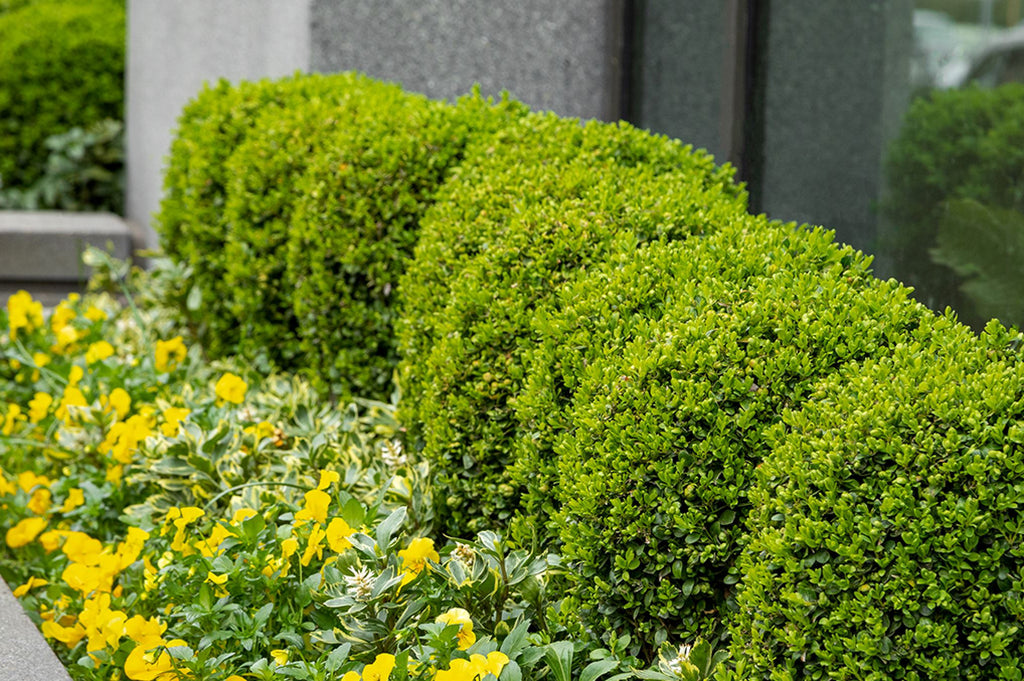 Beginner's guide to Hedging plants