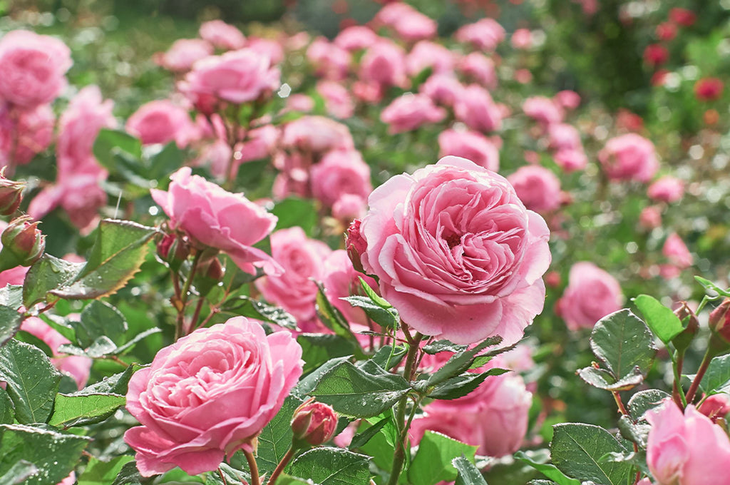 Beginner's guide to Rose plants