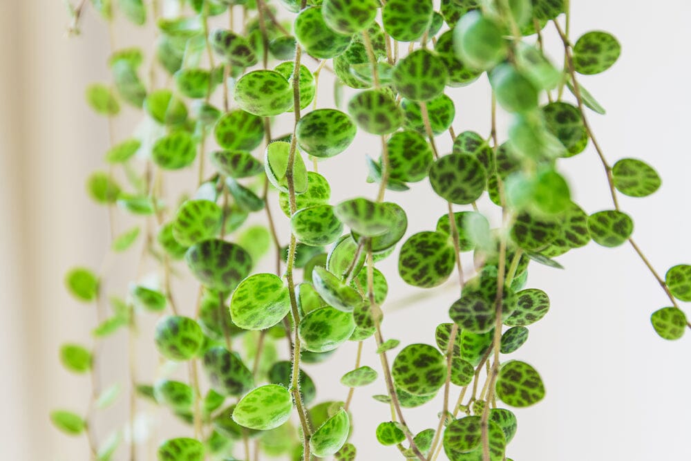 Best hanging house plants