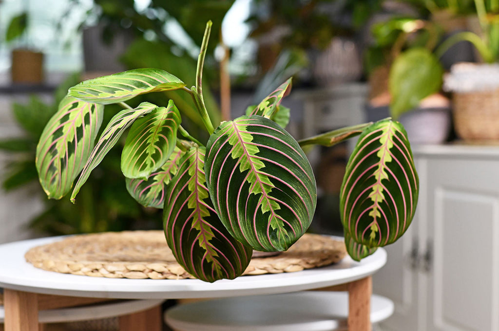 Best places in your home for houseplants