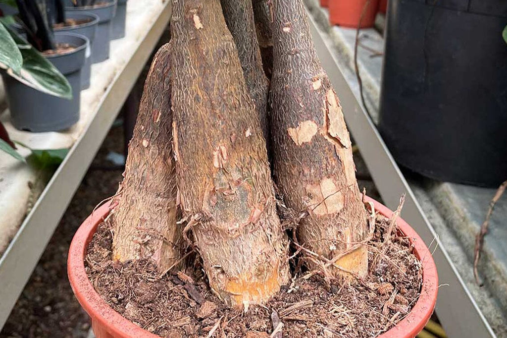 Best fertilizer for money tree discount