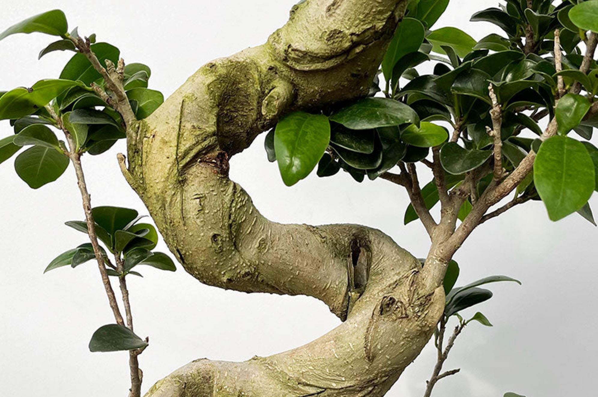 Species-Specific Light Requirements