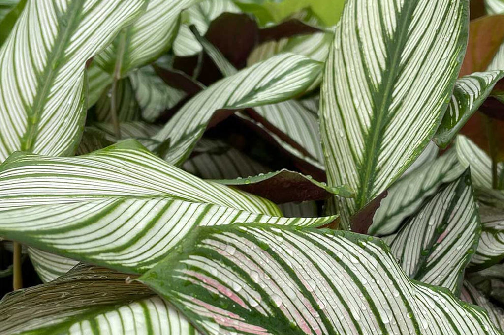 Calathea with Yellow Leaves: What is the Problem?