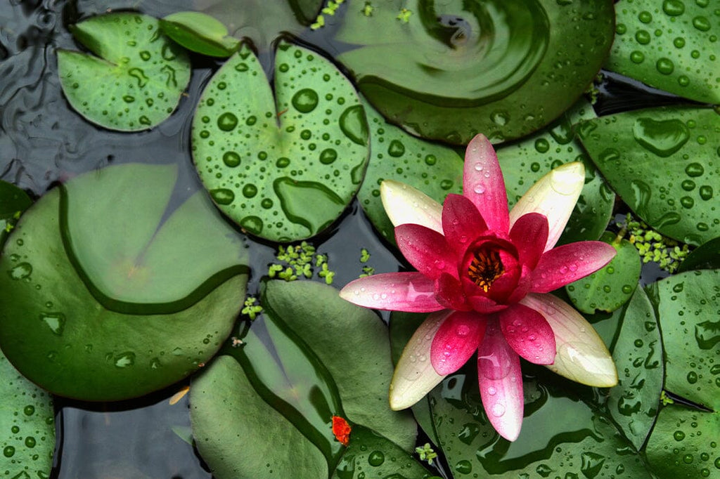Choosing the Best Aquatic Plants for Your Pond