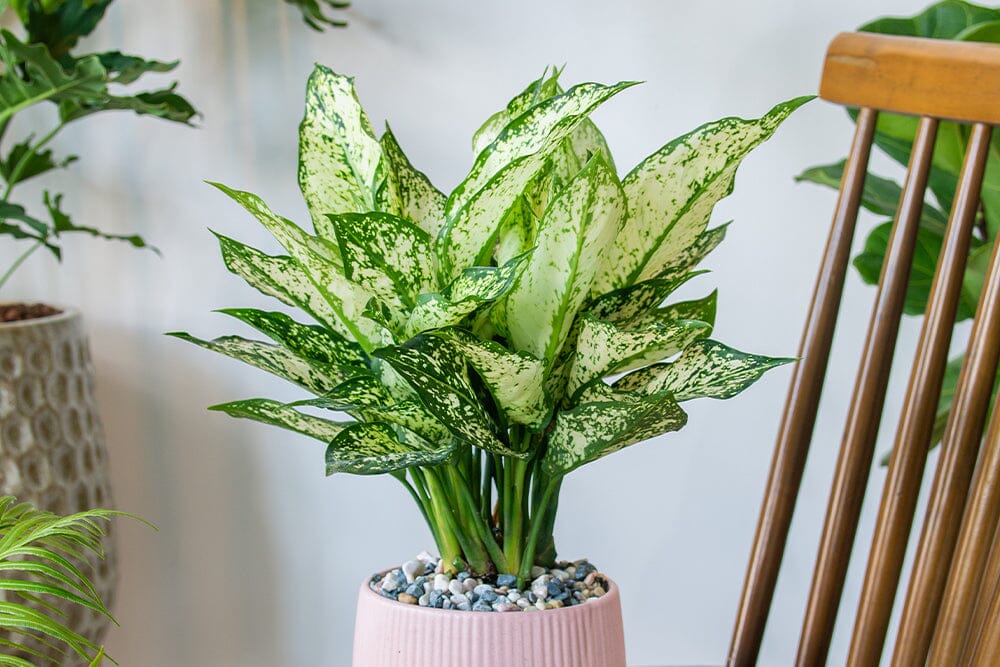 Common Aglaonema diseases and pests to look out for
