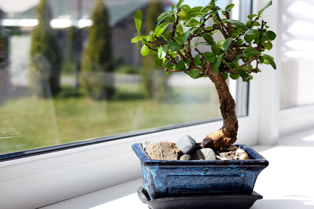 Common Bonsai diseases and pests to look out for
