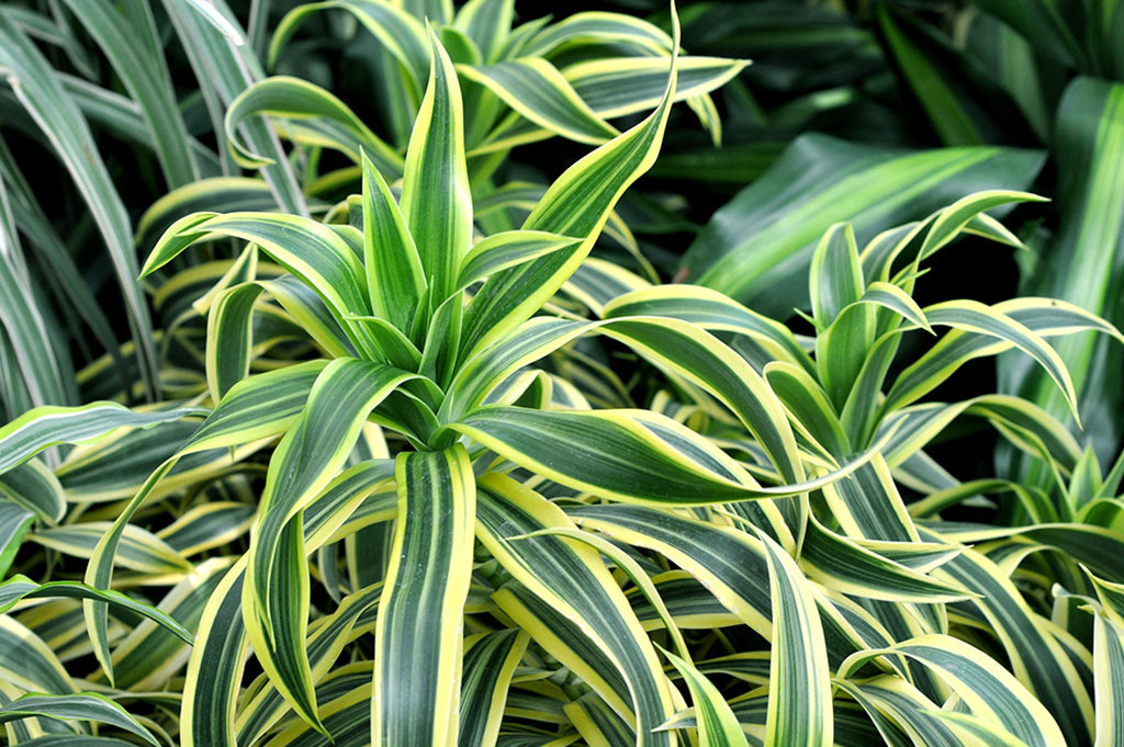 Common Dracaena diseases and pests to look out for