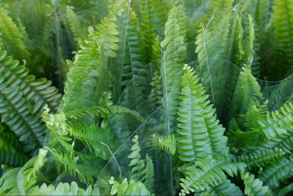 Common Fern diseases and pests to look out for