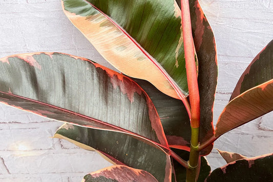 Common Ficus Diseases and Pests to Look Out For and How to Prevent Them