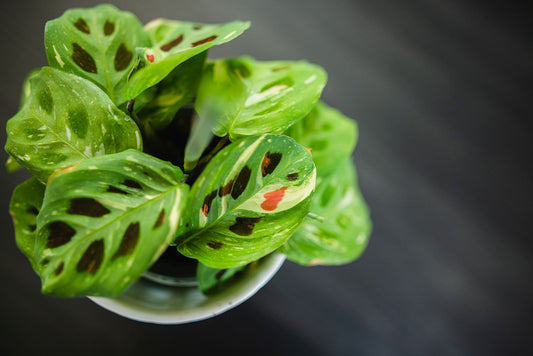 Common Maranta diseases and pests to look out for
