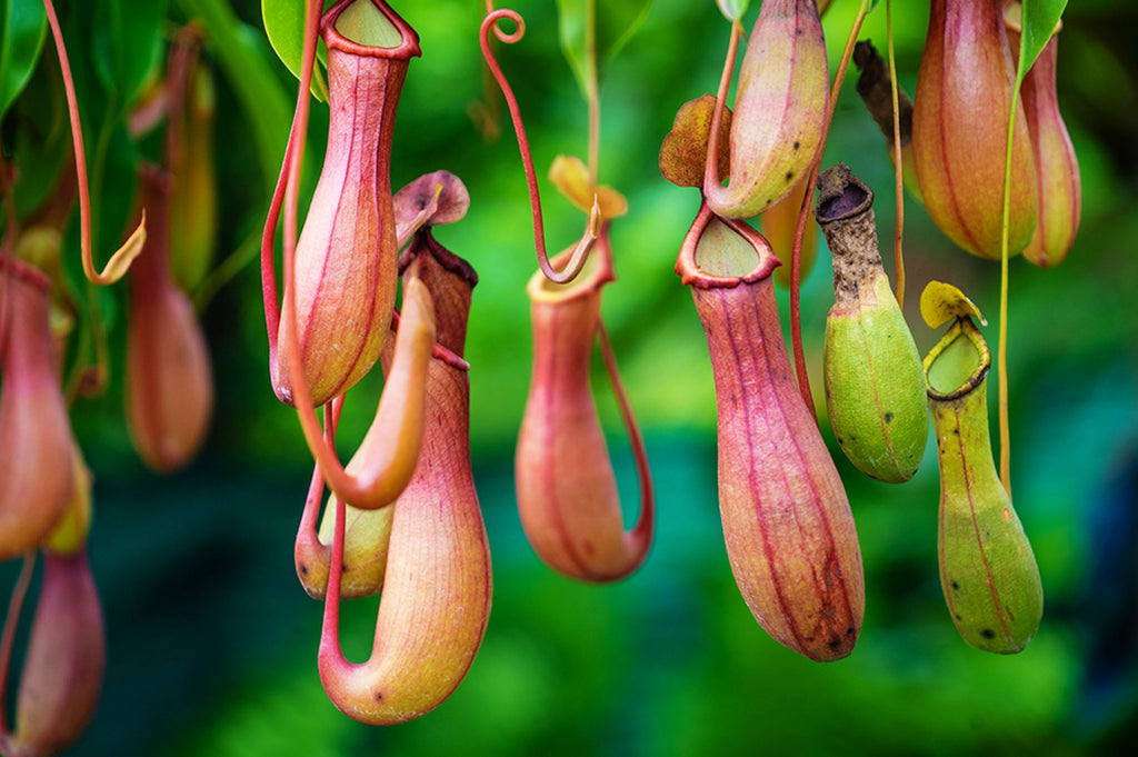 Common Nepenthes diseases and pests to look out for
