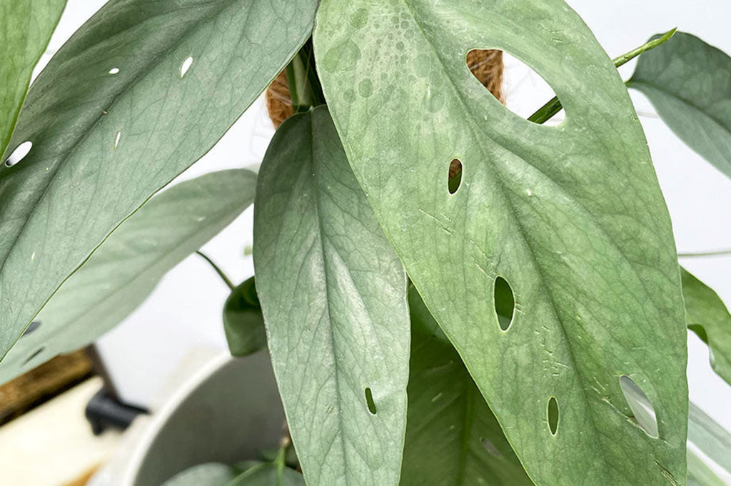 Common Pothos diseases and pests to look out for  Plants For All Seasons
