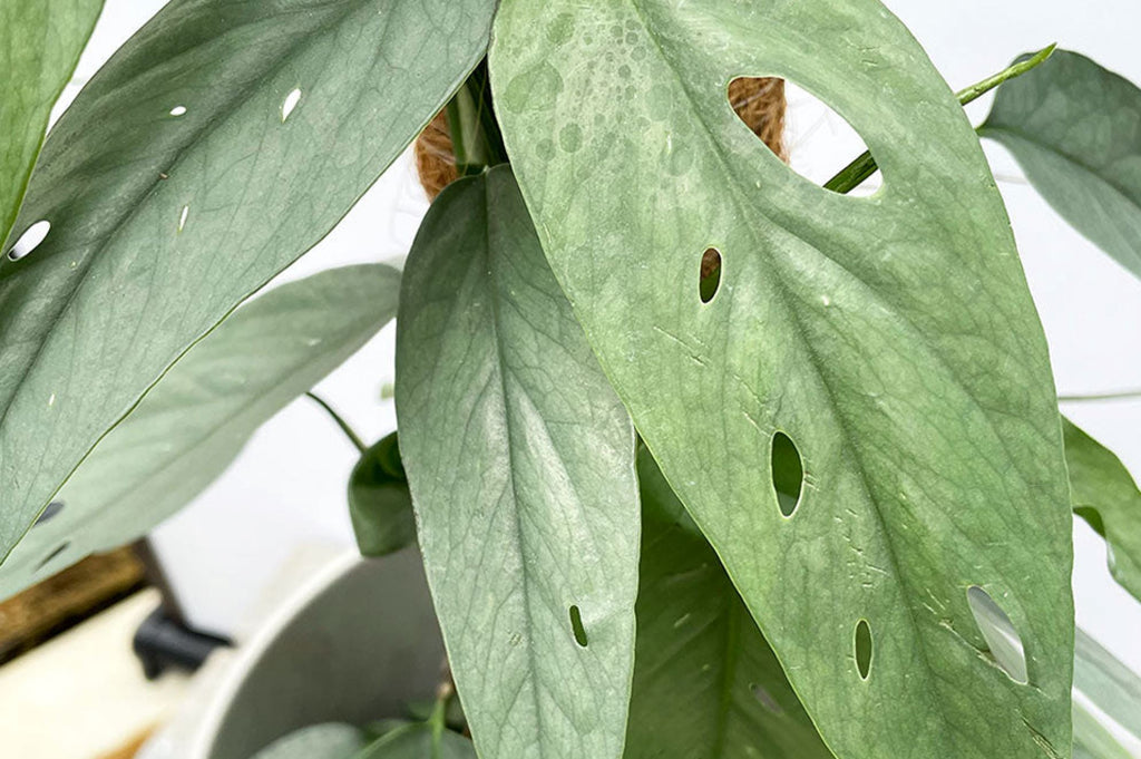 Common Pothos diseases and pests to look out for