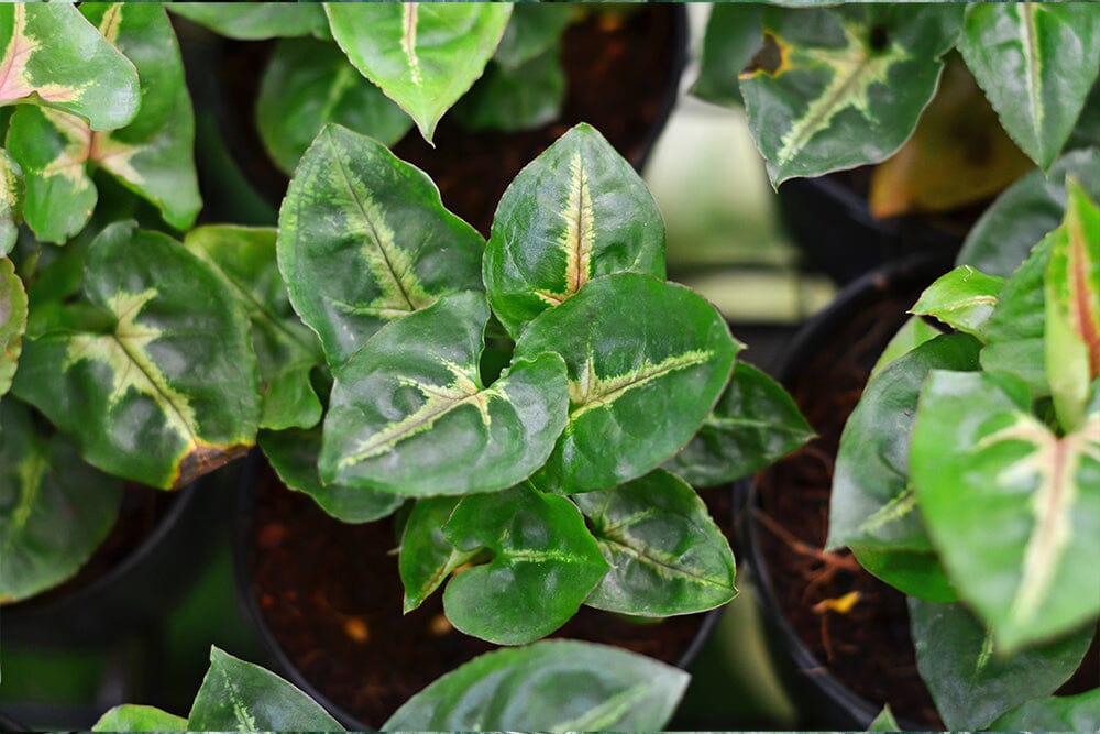Common syngonium diseases and pests to look out for