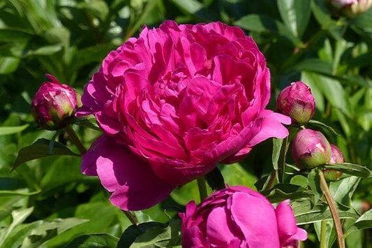 Designing with Shrubs: Creating Stunning Landscapes