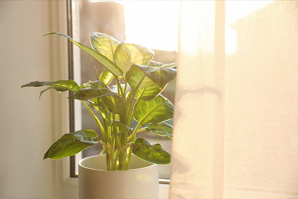 Dieffenbachia sunlight requirements: A complete guide