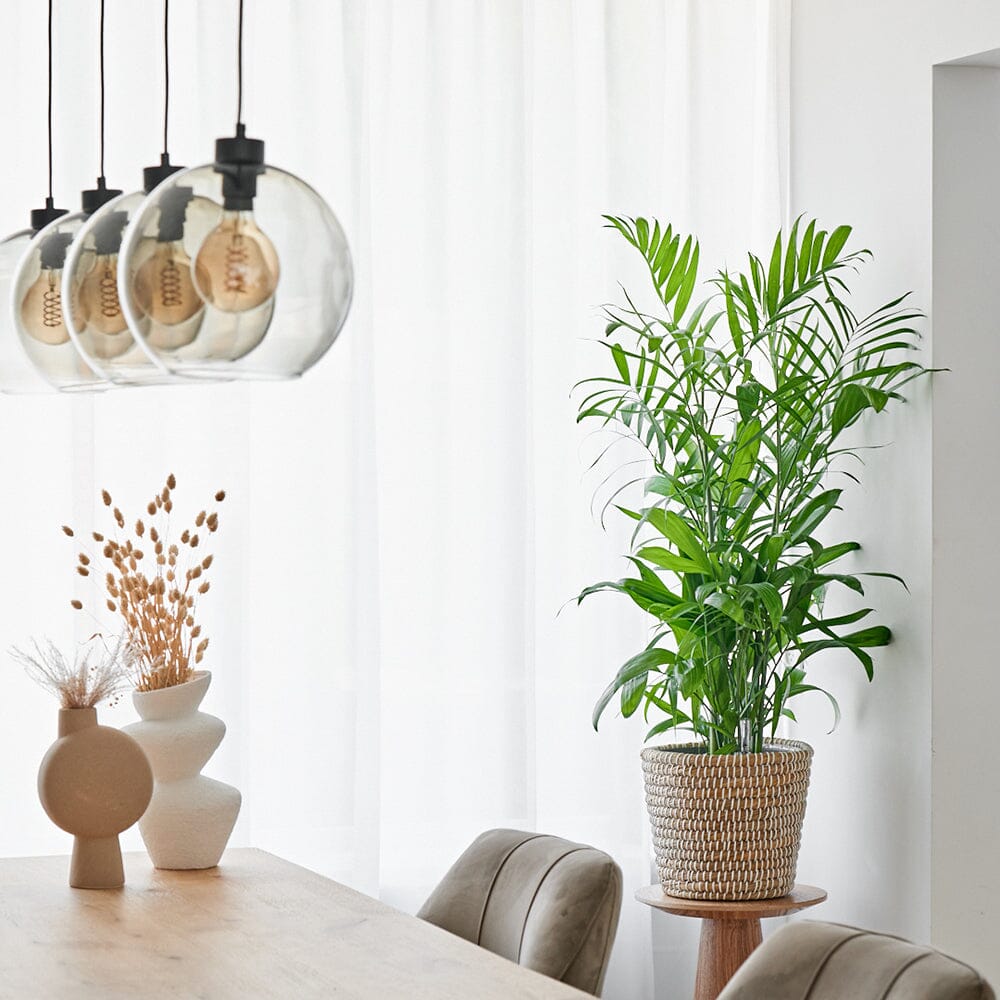 Dypsis Care in Offices