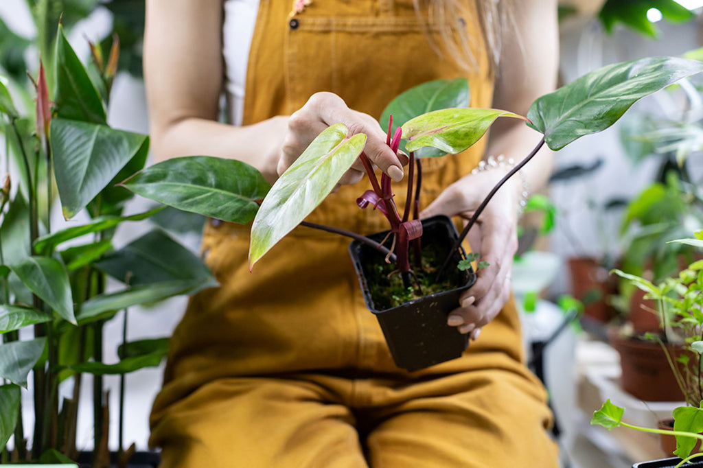 Easy-Care Houseplants: Bring Nature Indoors  Plants For All Seasons