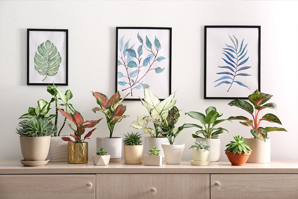 Favourite houseplants in the UK