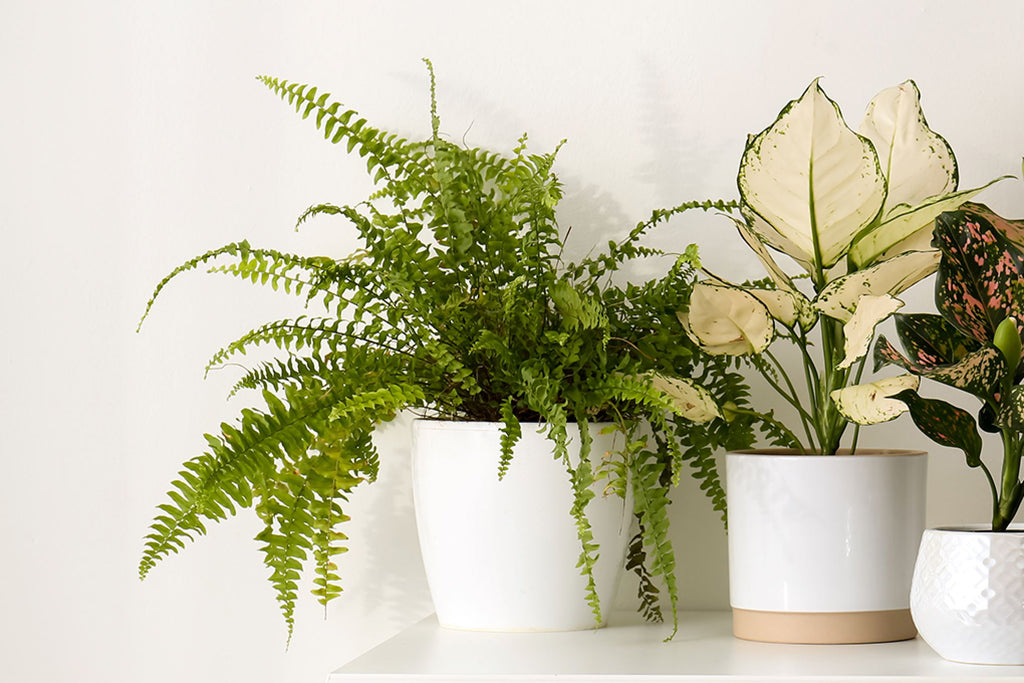 Fern sunlight requirements: A complete guide