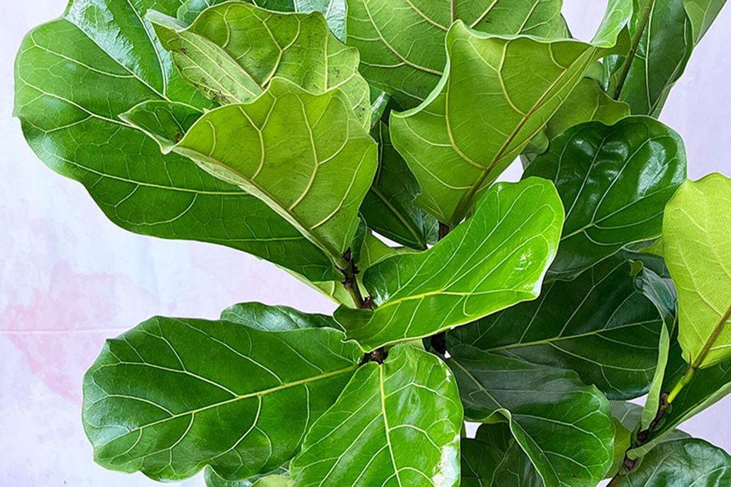 Ficus Lyrata Benefits