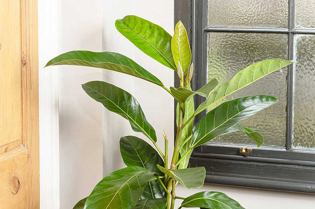 Ficus sunlight requirements: A complete guide