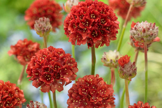 Getting your garden ready for summer