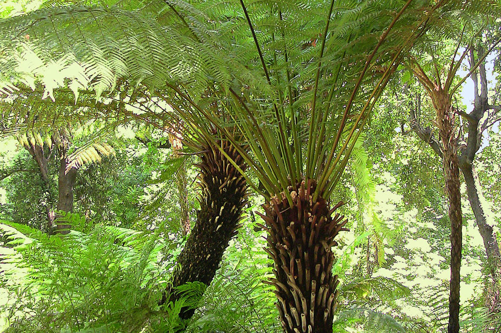 Growing Dicksonia Antarctica in the UK  Plants For All Seasons