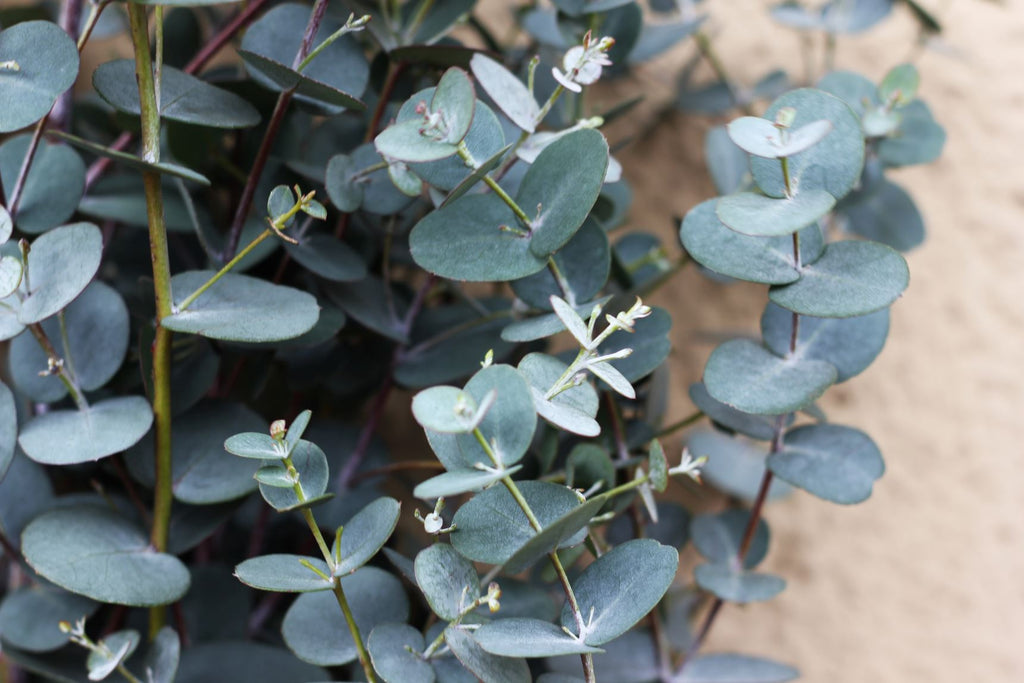 Growing Eucalyptus Gunnii in the UK
