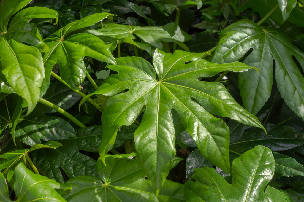 Growing Fatsia Japonica in the UK