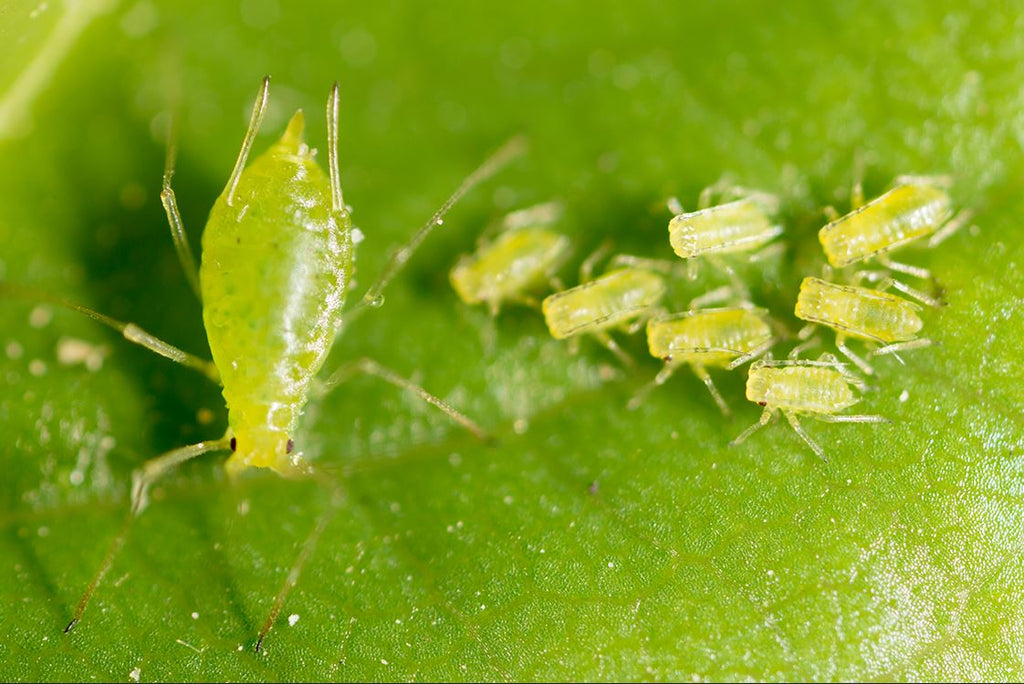 Guide to aphids on houseplants