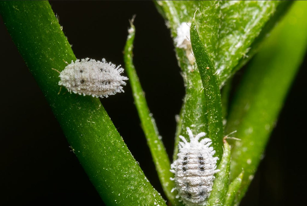 Guide to mealybugs on houseplants