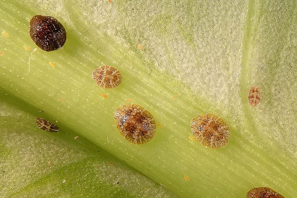 Guide to scale insects on houseplants