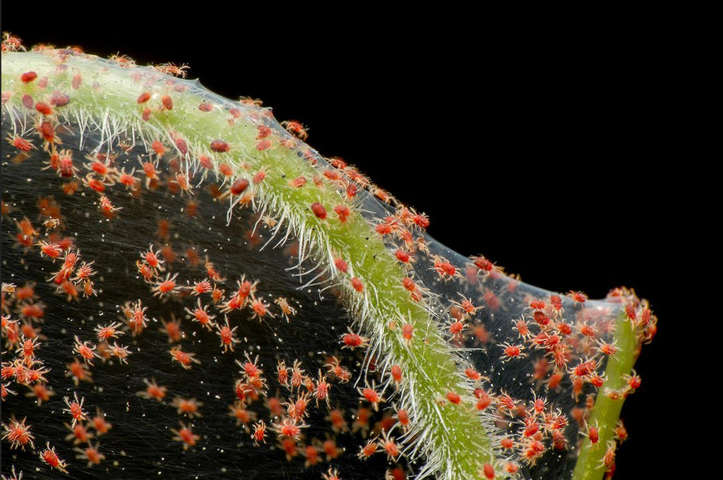 Guide to spider mites on houseplants