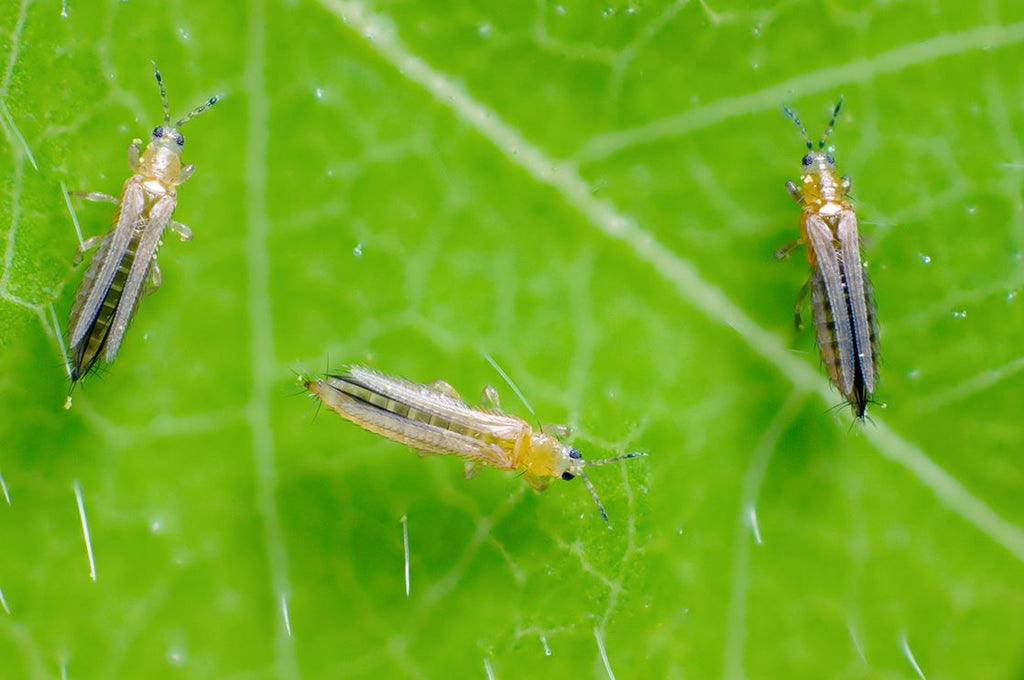 Guide to thrips on houseplants