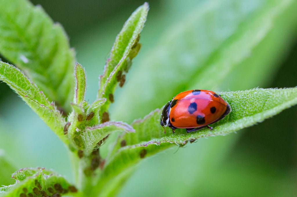 Guide to using beneficial insects on houseplants