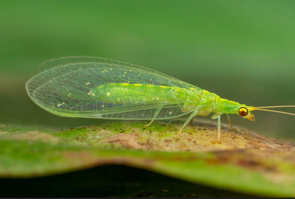 Guide to using lacewings on houseplants