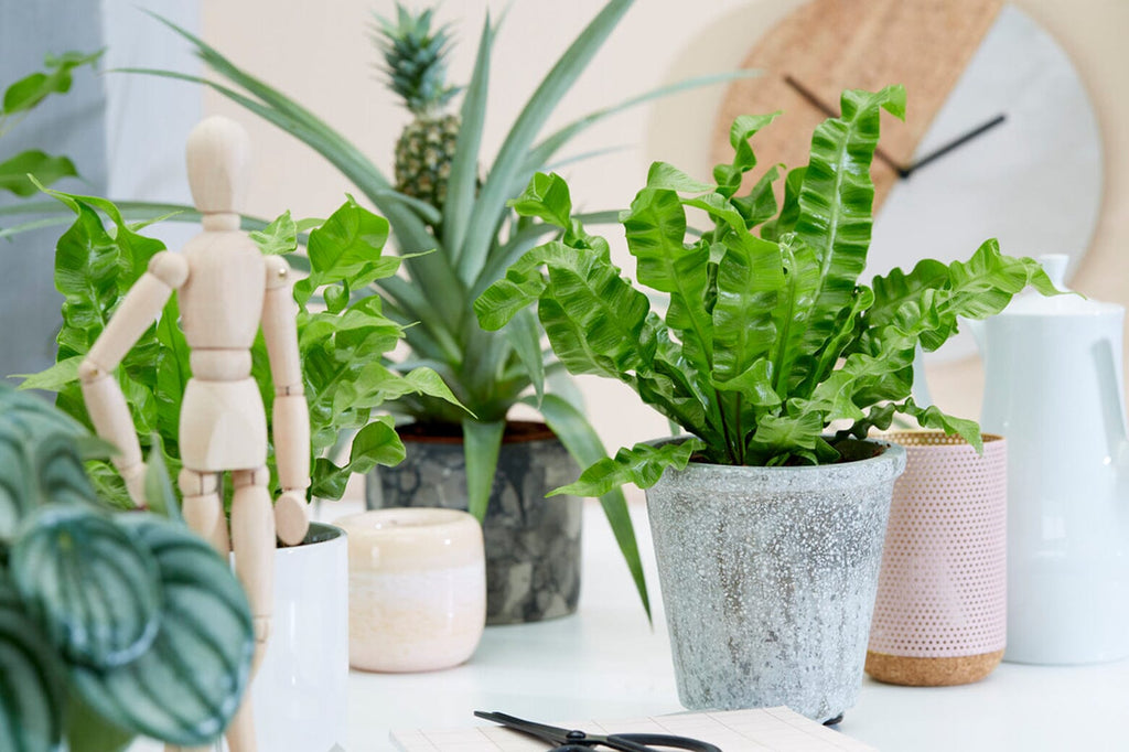 How often should you water your houseplants?