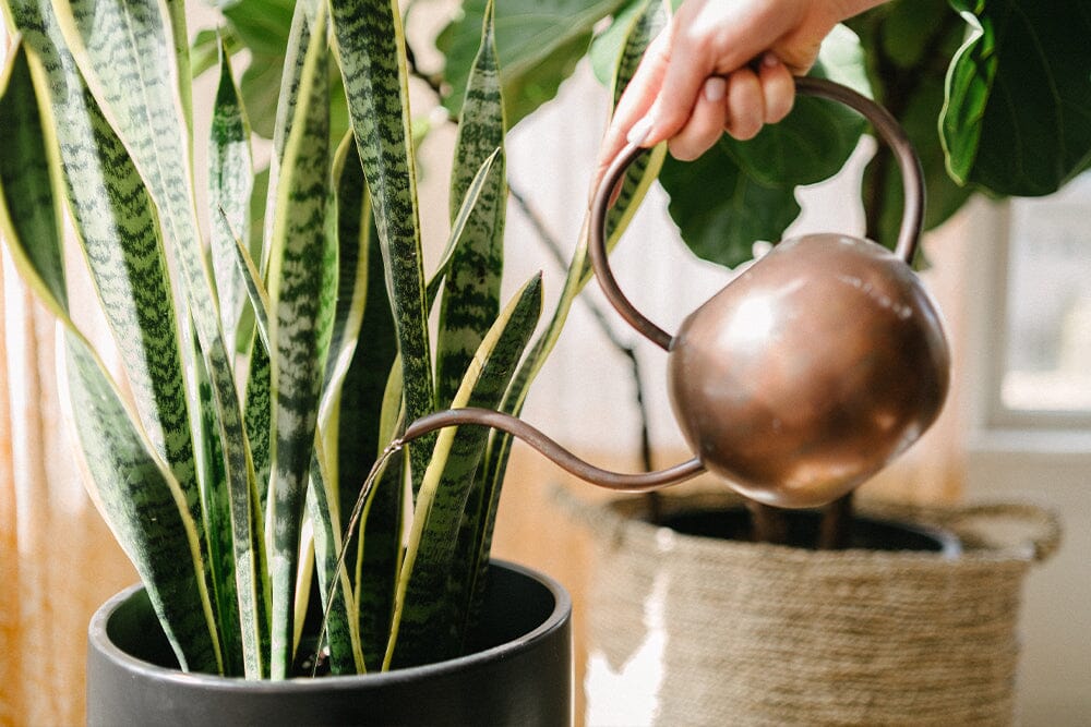 How to choose a house plant food