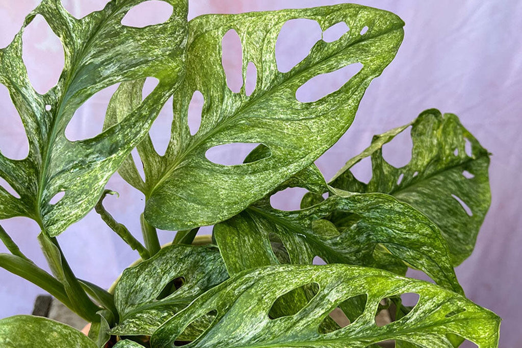 How to Clean Monstera leaves and Why