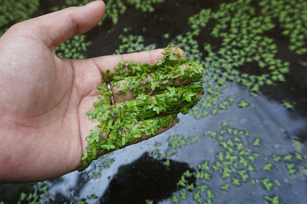 How to Control Algae in Your Pond: The Role of Aquatic Plants