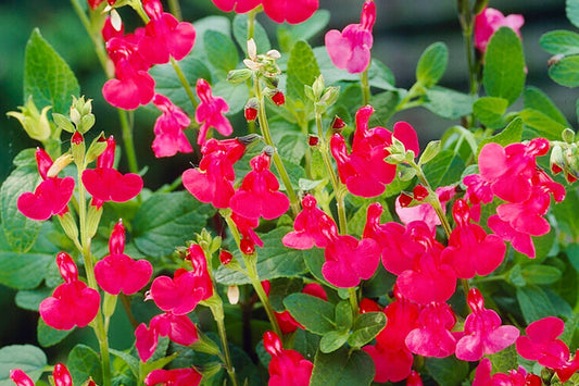 How to prepare your garden for spring