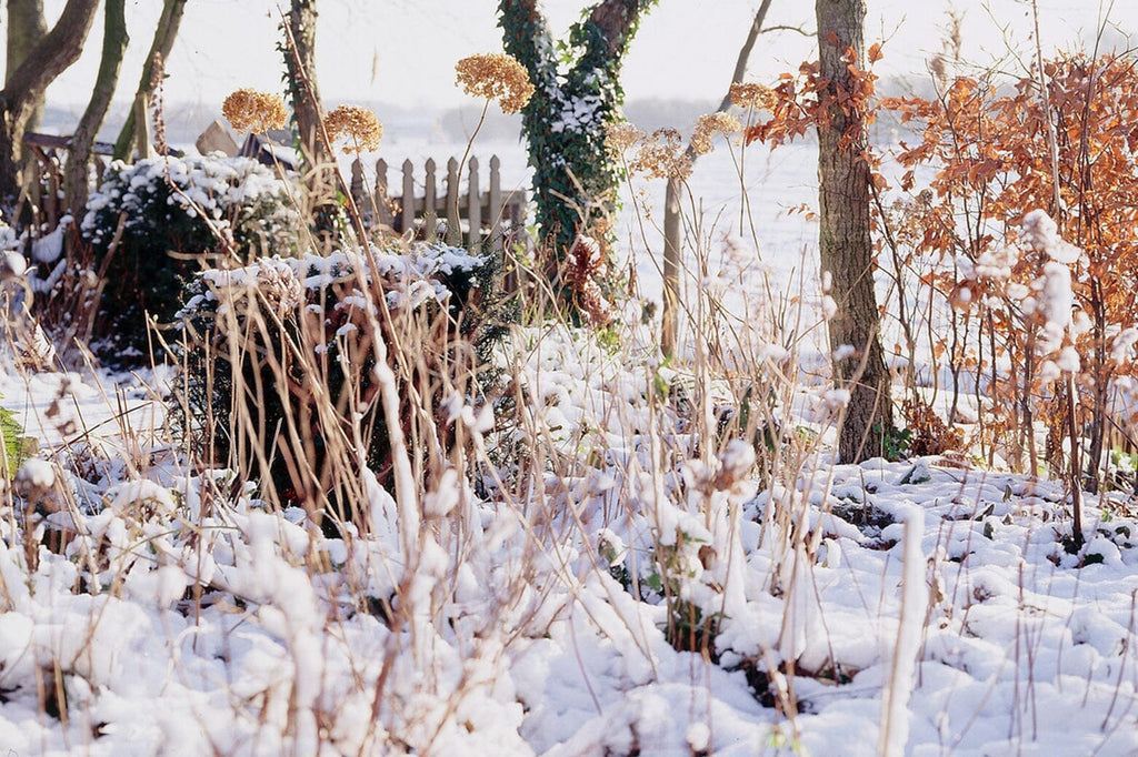 How to prepare your garden for winter