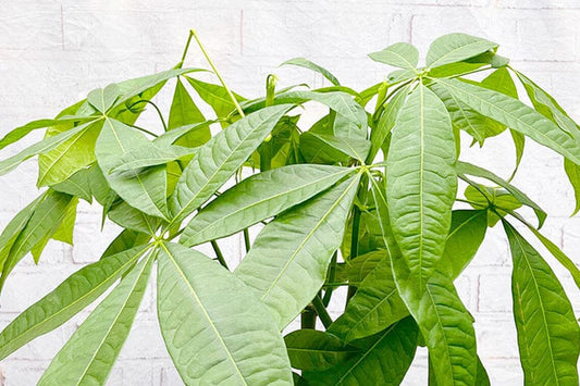 How to Propagate Pachira Aquatica (Money Tree)