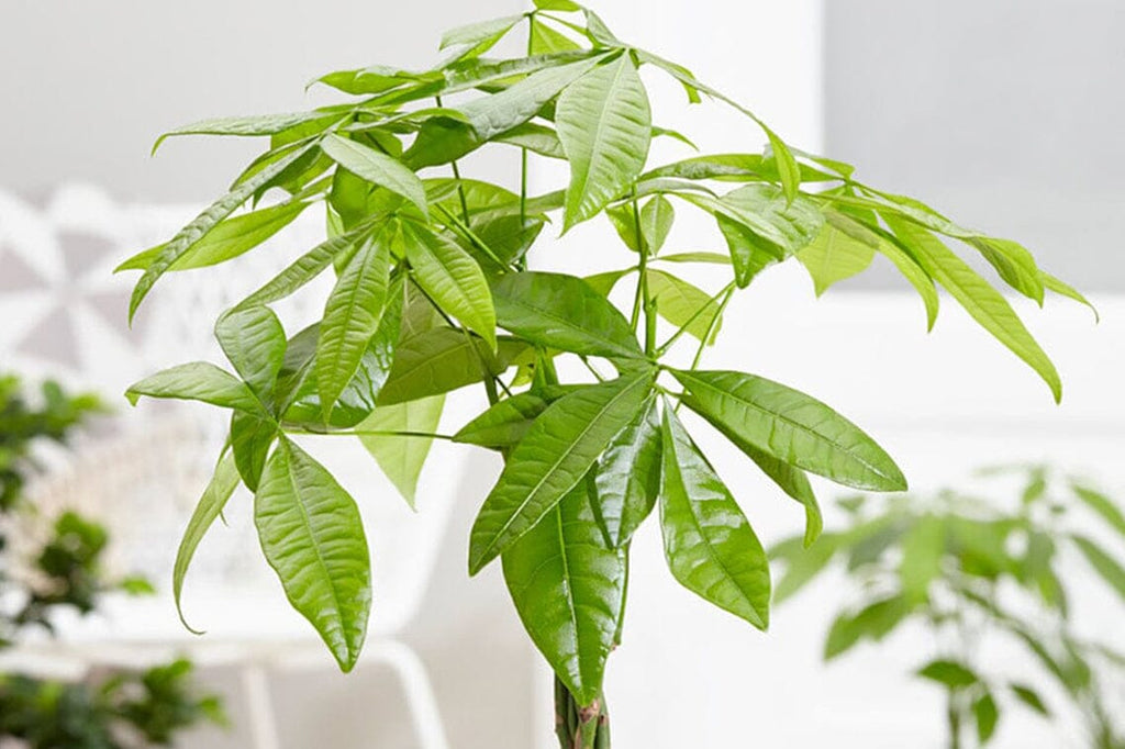 monstera delisioca Monstera deliciosa 'Albo Borsigiana'