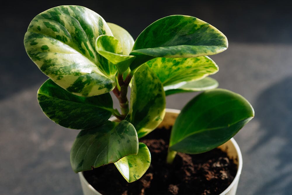 How to remove flies from houseplants