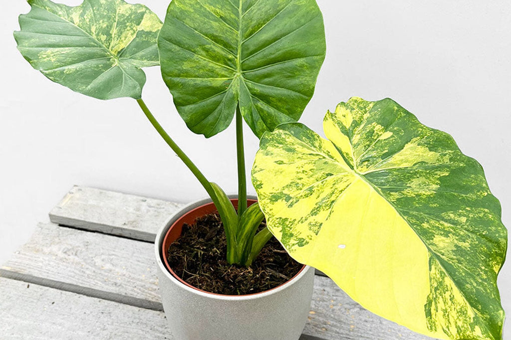 How to repot an Alocasia